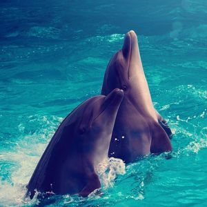 Meet your Posher, Carla